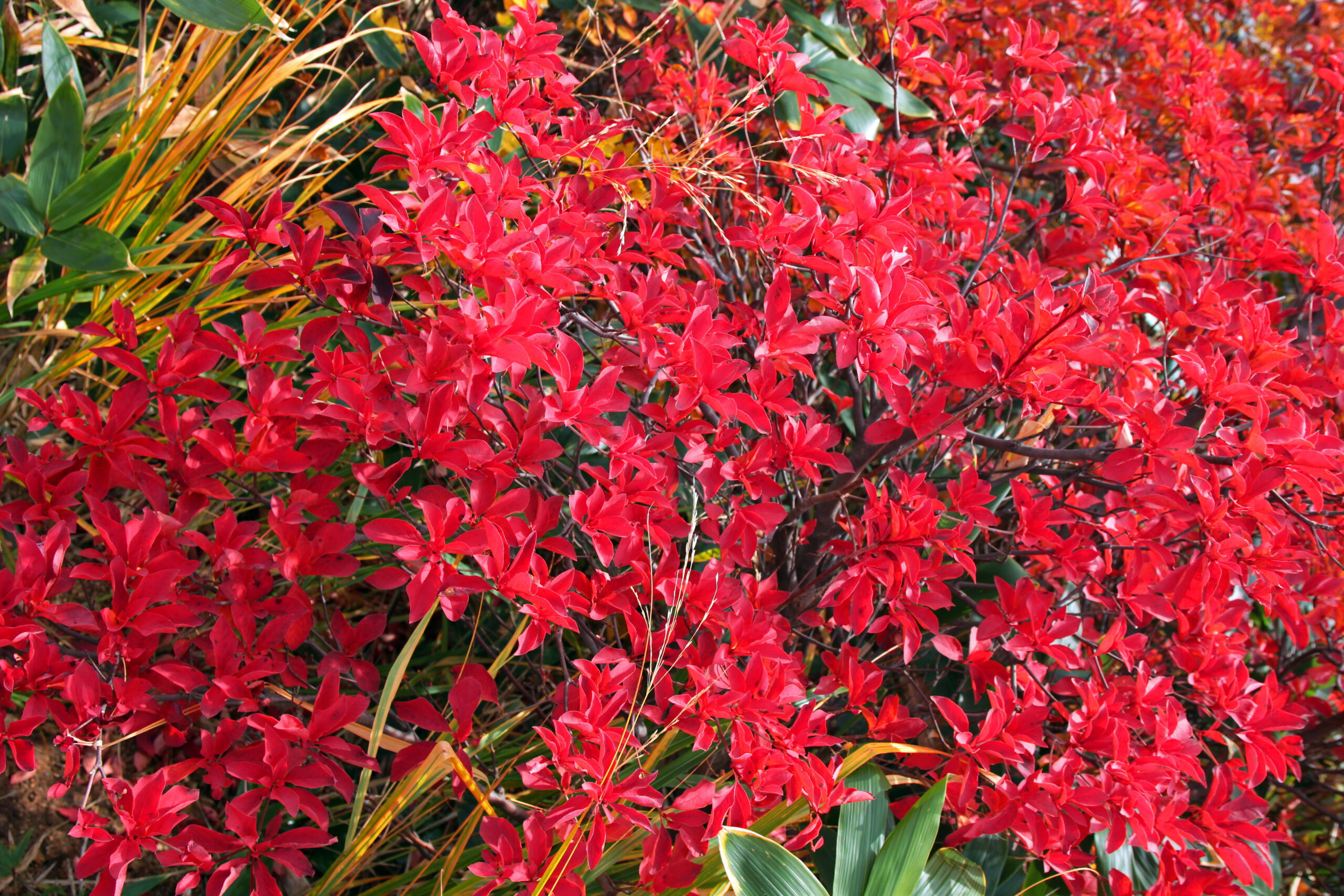 山採り　サラサドウダン 山採り自然樹形サラサドウダンツツジ 販売 秋元園芸